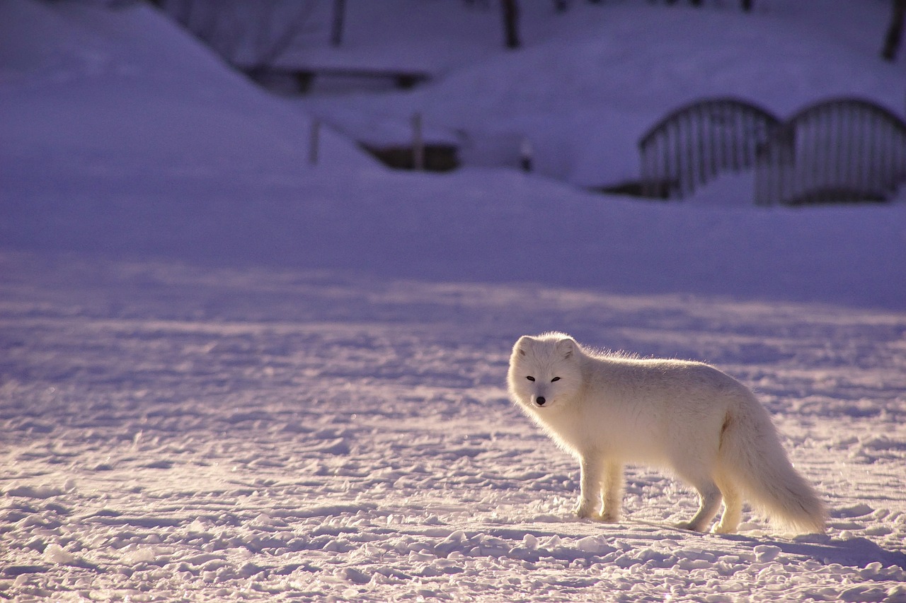 découvrez l'univers fascinant de l'arctique, un monde de paysages glacés, de faune majestueuse et de cultures ancestrales. explorez les défis environnementaux et les merveilles naturelles de cette région unique.