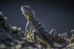 explorez le concept d'adaptation, un mécanisme essentiel dans la nature et les comportements humains. découvrez comment s'ajuster aux changements et évoluer est crucial pour la survie et le développement personnel.