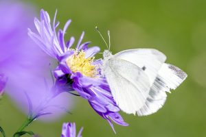 découvrez le rôle essentiel des ong environnementales dans la protection de notre planète. informez-vous sur leurs missions, projets et l'impact de leurs actions pour un avenir durable.