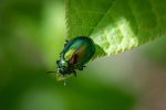 découvrez l'importance de la biodiversité et son rôle crucial dans notre écosystème. explorez les différentes espèces et habitats, ainsi que les enjeux prégnants liés à la préservation de notre planète. engagez-vous pour un avenir durable et respectueux de la vie sous toutes ses formes.