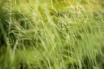 découvrez les opportunités de bénévolat environnemental qui vous permettront de contribuer activement à la protection de notre planète. rejoignez des initiatives locales, participez à des projets de conservation et faites une différence significative tout en développant de nouvelles compétences.
