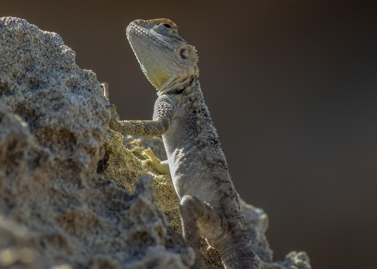 découvrez comment l'adaptation influence notre vie quotidienne, des écosystèmes naturels aux évolutions personnelles. apprenez l'importance de s'ajuster aux changements pour prospérer dans un monde en constante évolution.
