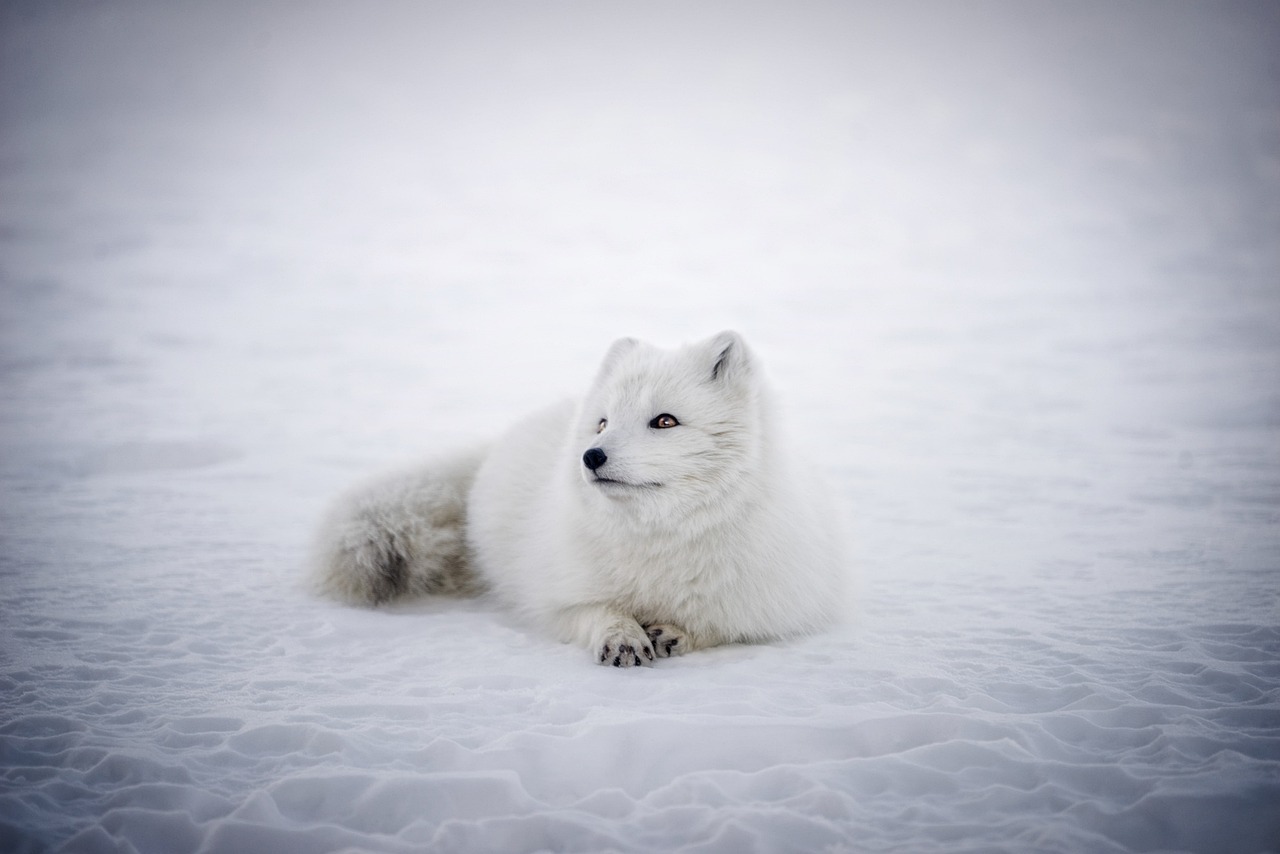 découvrez le fascinant monde de l'arctique, un écosystème unique et fragile où la beauté des paysages glaciaires rencontre une biodiversité incroyable. explorez les défis environnementaux et les merveilles naturelles de cette région polaire.