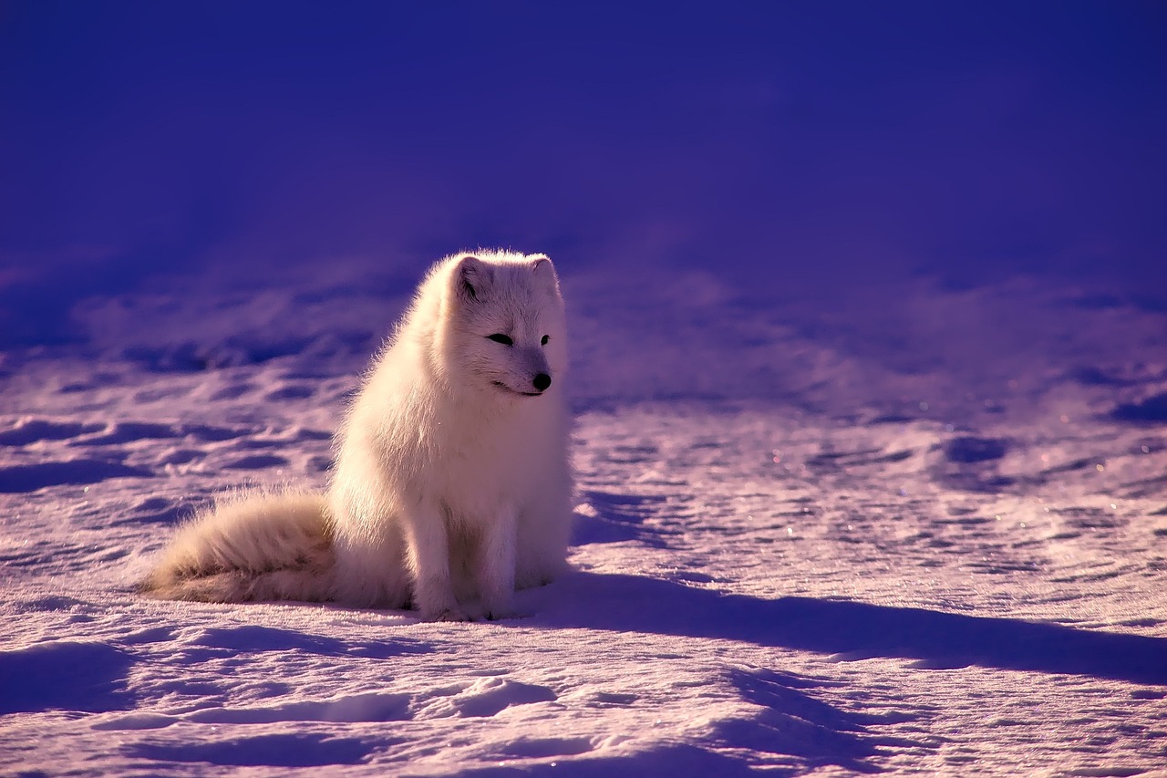 découvrez les merveilles de l'arctique, un territoire fascinant où la nature sauvage et les paysages glacés se rencontrent. explorez sa faune unique, sa culture riche et les défis environnementaux auxquels il est confronté.