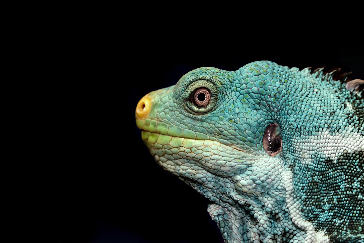 découvrez la biodiversité, un ensemble riche et dynamique d'espèces végétales et animales qui cohabitent sur notre planète. explorez l'importance de la préservation des écosystèmes et les actions nécessaires pour protéger la vie sous toutes ses formes.