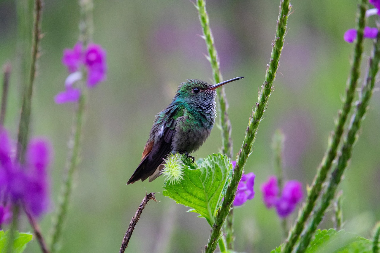 découvrez l'importance de la biodiversité pour notre planète, ses enjeux écologiques, et les actions à entreprendre pour la protéger et préserver les écosystèmes qui nous entourent.