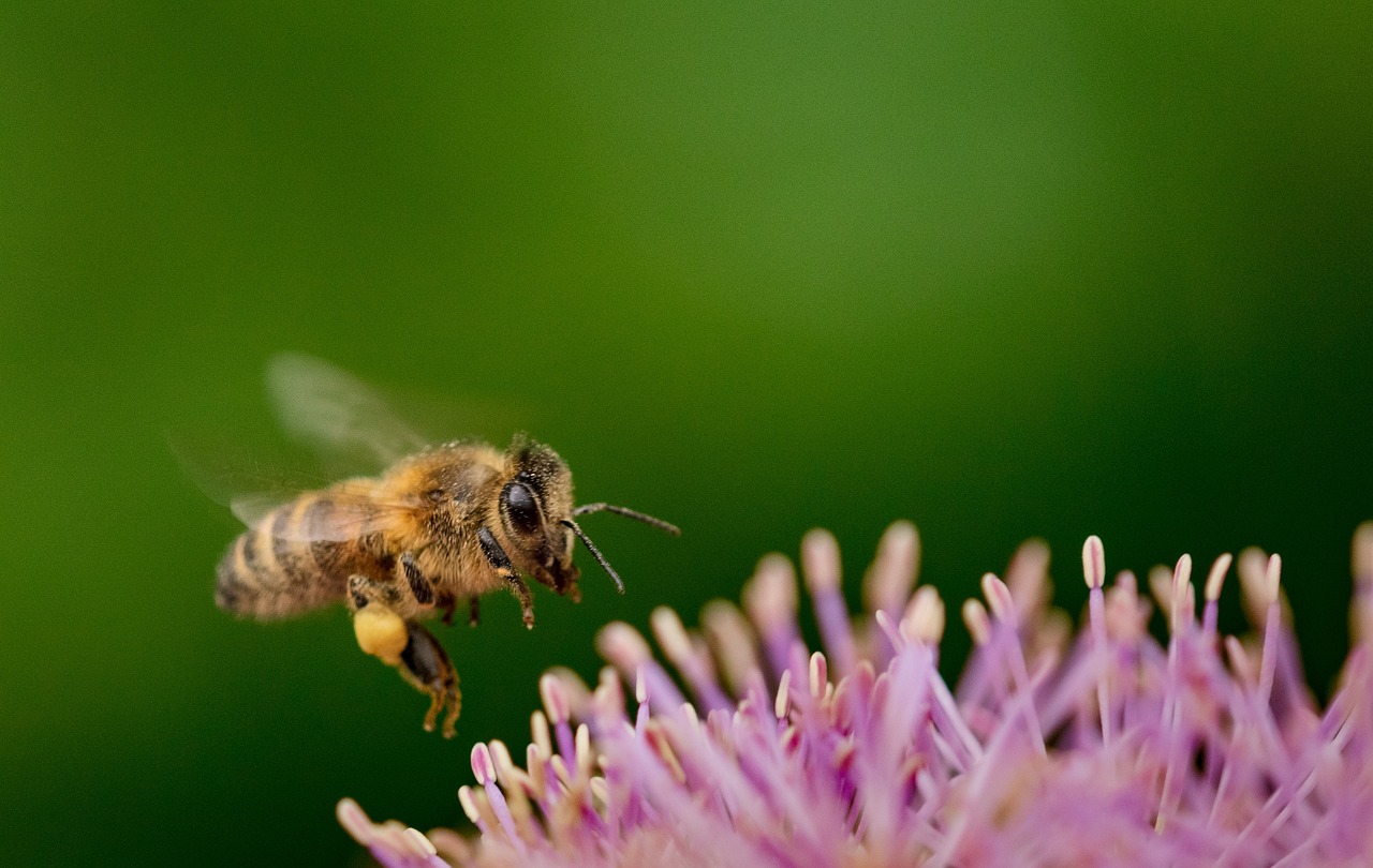 découvrez l'importance de la biodiversité pour notre planète. explorez les interactions entre les espèces, les écosystèmes et l'impact des activités humaines sur la richesse naturelle. apprenez comment préserver cette diversité essentielle pour le bien-être de notre environnement et des générations futures.