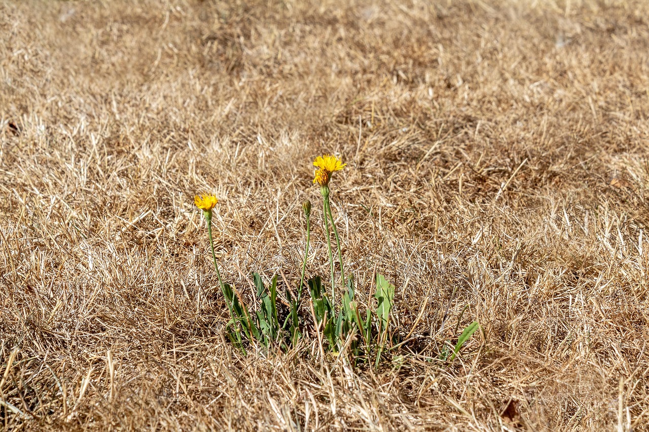 découvrez comment faire face à la canicule : conseils pratiques pour rester au frais, hydrater votre corps et protéger votre santé durant les vagues de chaleur.
