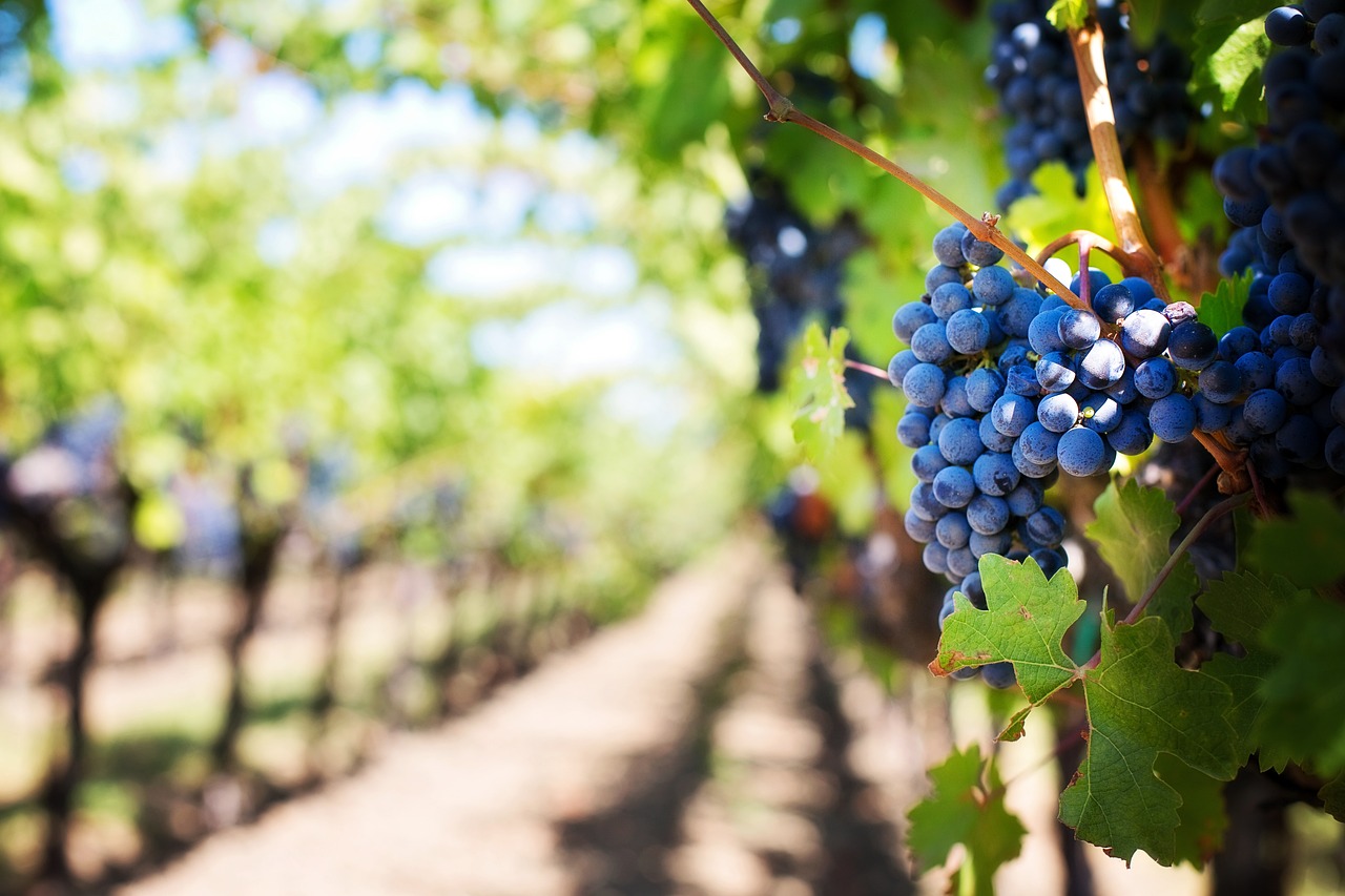 découvrez les bienfaits de l'agriculture biologique : une méthode durable qui préserve la santé des sols, favorise la biodiversité et produit des aliments sans pesticides ni engrais chimiques. engagez-vous pour une alimentation saine et respectueuse de l'environnement.