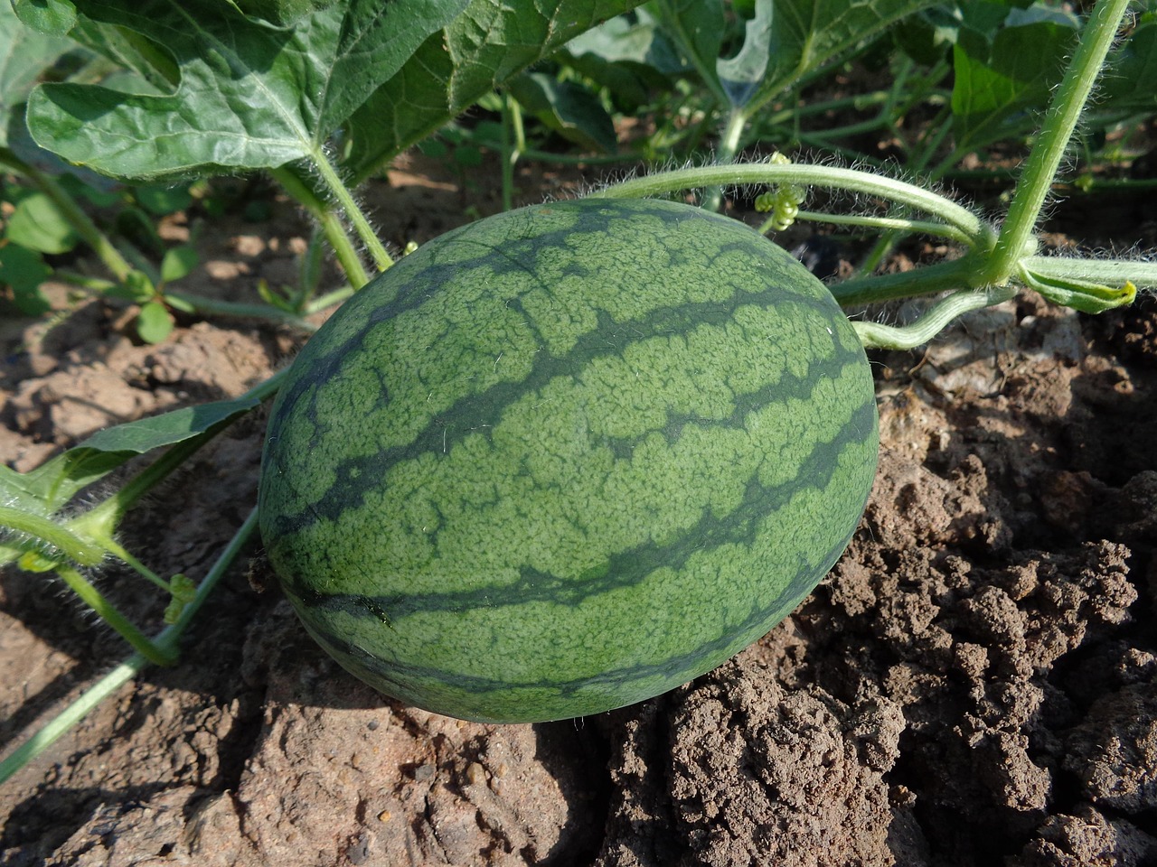 découvrez l'agriculture biologique, une méthode de culture respectueuse de l'environnement qui favorise la biodiversité et la santé des sols. apprenez les bienfaits de cette approche durable pour produire des aliments sains et améliorer notre écosystème.