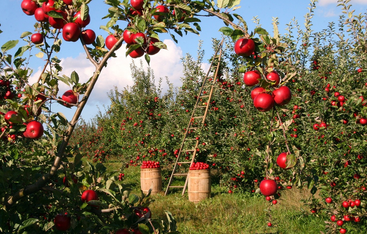 découvrez les bienfaits de l'agriculture biologique, une méthode durable qui préserve l'environnement tout en offrant des produits sains et nutritifs. apprenez sur les pratiques écoresponsables, les avantages pour la santé et comment soutenir l'agriculture locale.