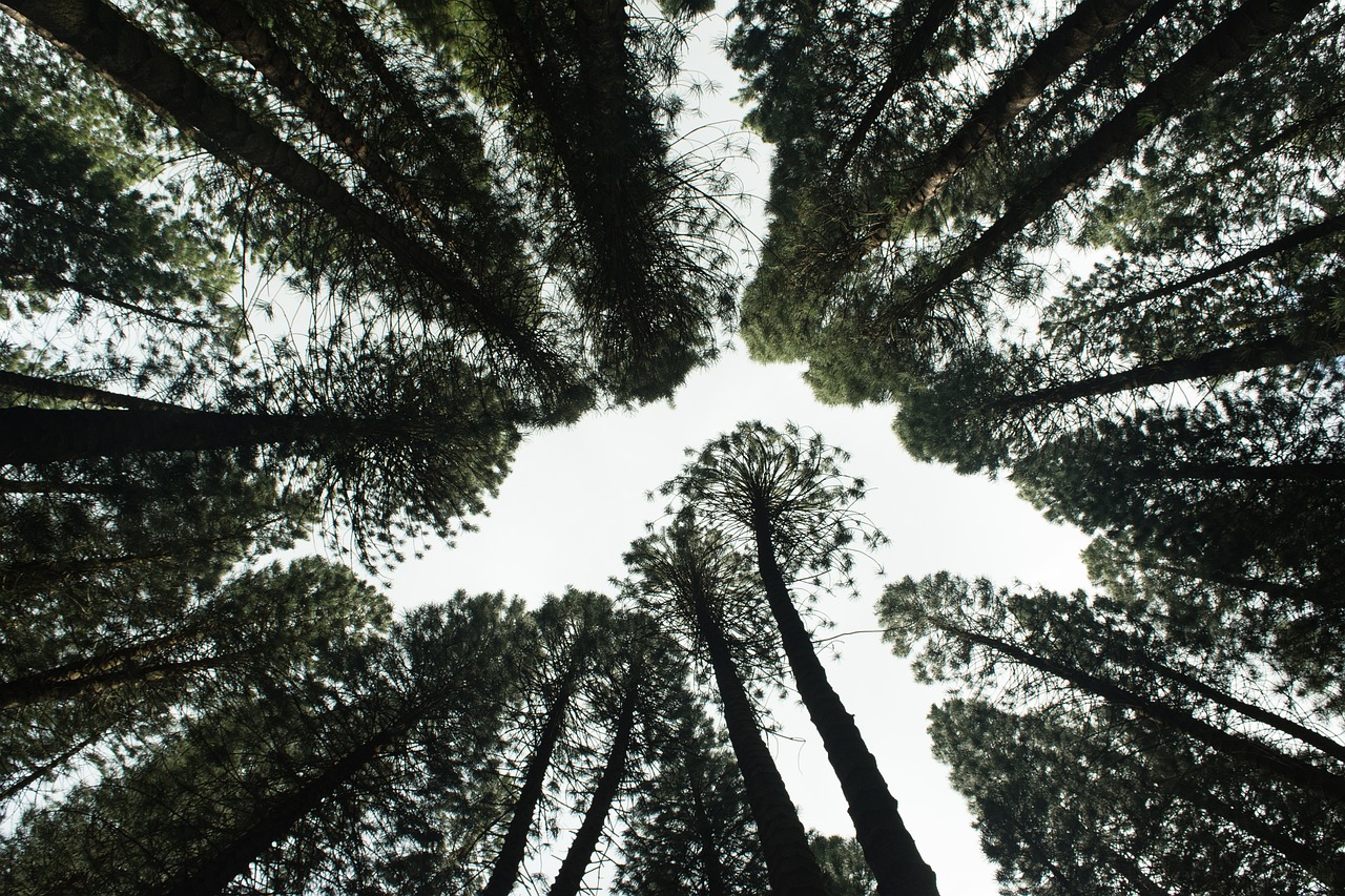 découvrez l'importance de la reforestation pour notre planète. apprenez comment cette pratique aide à restaurer les écosystèmes, à lutter contre le changement climatique et à promouvoir la biodiversité. engagez-vous dès aujourd'hui pour un avenir plus vert!