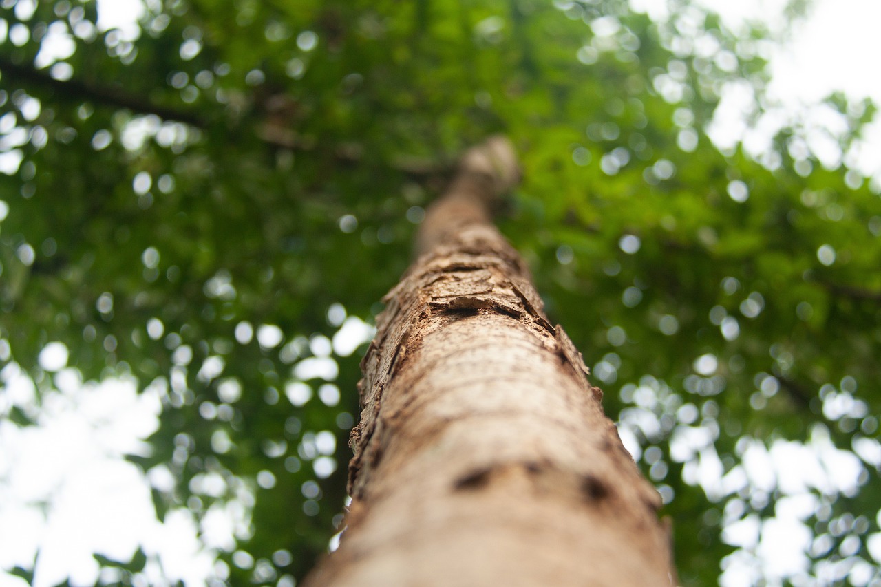 découvrez l'importance de la reforestation pour la planète. apprenez comment cette pratique essentielle contribue à la restauration des écosystèmes, à la lutte contre le changement climatique et à la biodiversité. engagez-vous pour un avenir durable en plantant des arbres et en soutenant des initiatives écologiques.