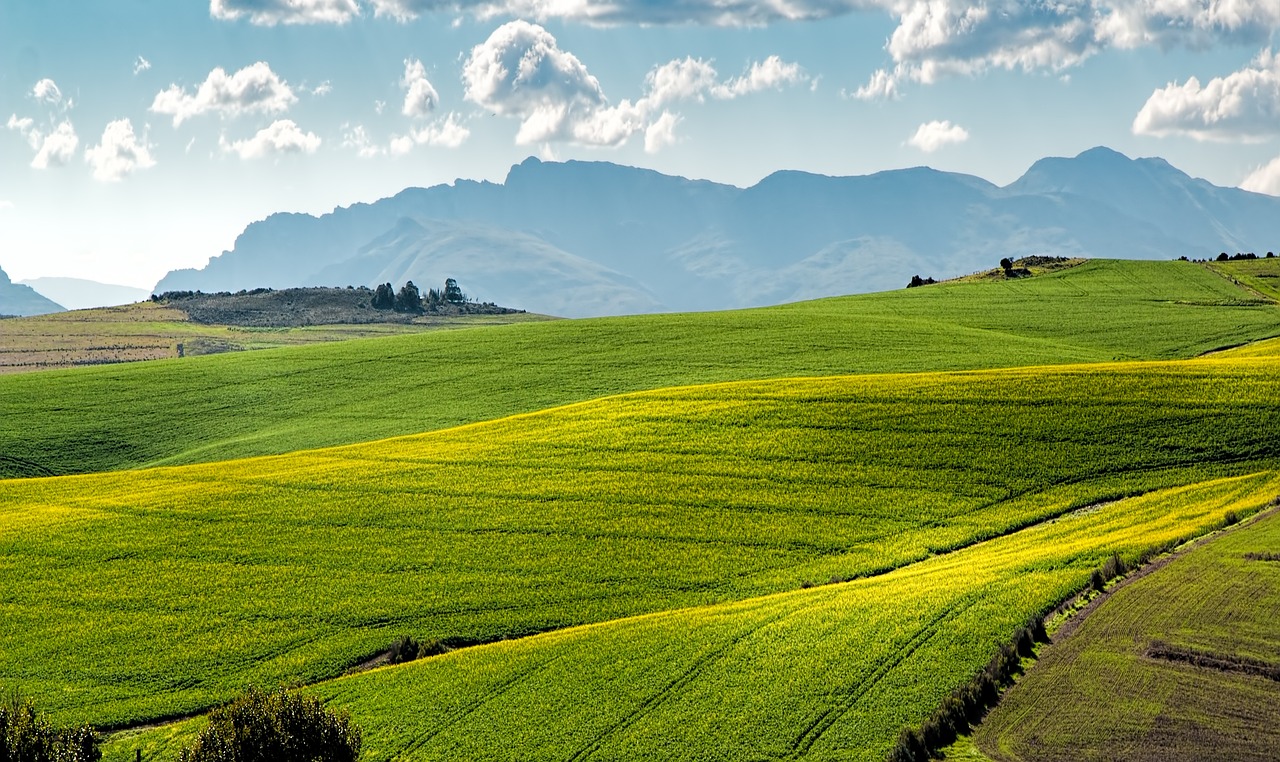 découvrez l'agriculture urbaine, une solution innovante et durable pour cultiver des aliments frais au cœur des villes. apprenez comment ce mouvement transforme les espaces urbains en jardins productifs, favorise la biodiversité et réduit l'empreinte carbone. explorez les techniques, les avantages et les initiatives qui font de l'agriculture urbaine un avenir prometteur pour nos métropoles.