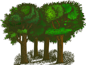 découvrez l'écologie, la science qui étudie les relations entre les organismes vivants et leur environnement. apprenez comment préserver notre planète, favoriser la biodiversité et adopter des pratiques durables pour un avenir meilleur.
