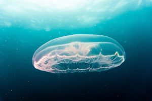 découvrez les merveilles des océans, de leur biodiversité fascinante à leur rôle vital dans notre écosystème. plongez dans l'exploration des profondeurs marines et apprenez comment préserver ces trésors pour les générations futures.