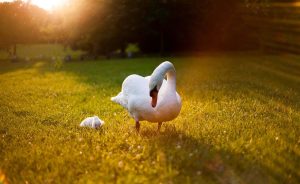 découvrez tout ce qu'il faut savoir sur les vagues de chaleur : causes, impacts sur la santé et l'environnement, ainsi que des conseils pratiques pour rester au frais durant ces périodes torrides.