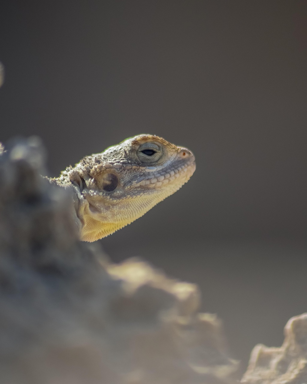 découvrez comment l'adaptation joue un rôle clé dans notre capacité à évoluer et à surmonter les défis. explorez des exemples variés d'adaptation dans la nature, la société et le développement personnel.
