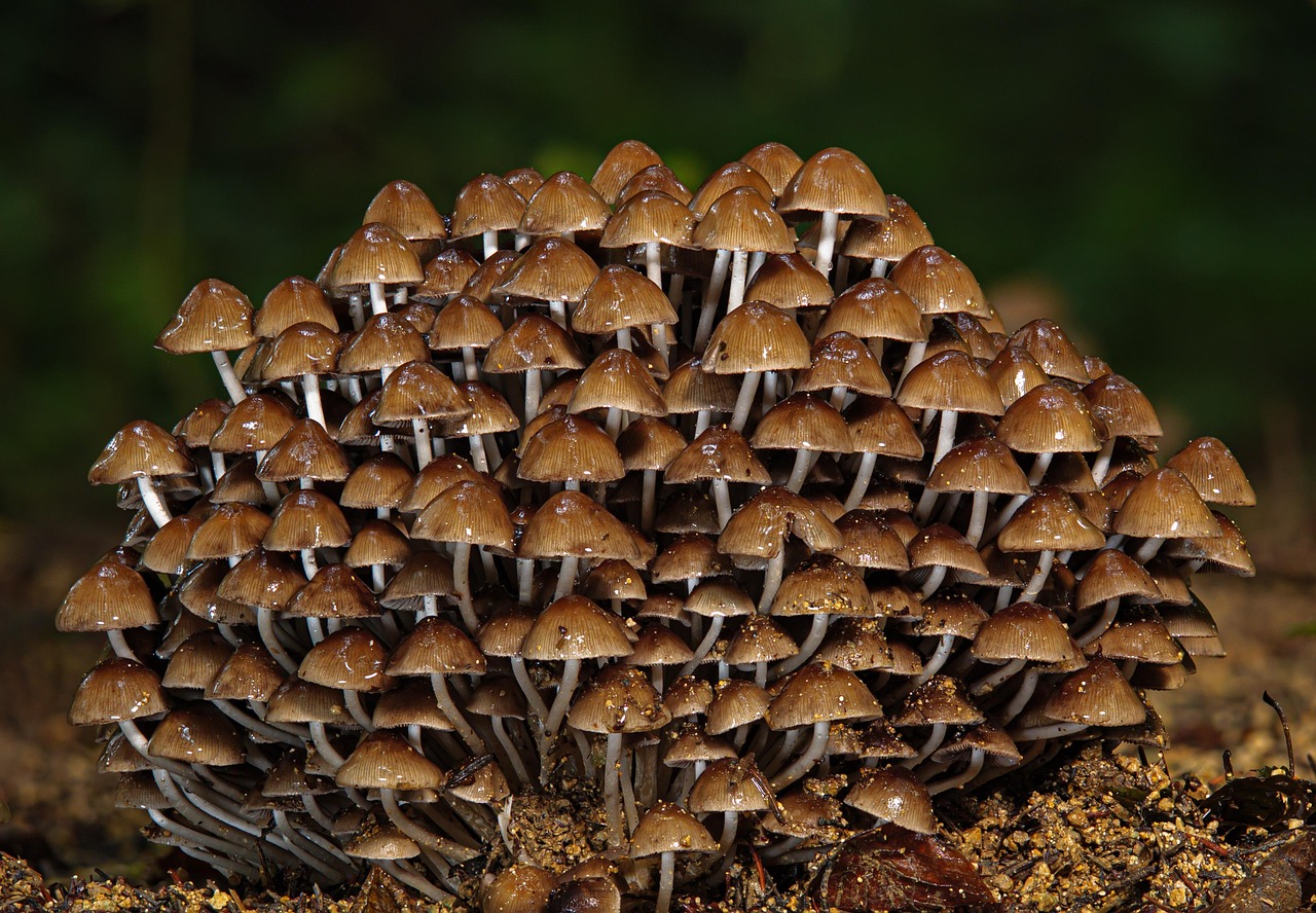 découvrez l'importance de la biodiversité pour notre planète, son rôle essentiel dans les écosystèmes, ainsi que les menaces qui pèsent sur elle et les actions à entreprendre pour préserver notre riche patrimoine naturel.