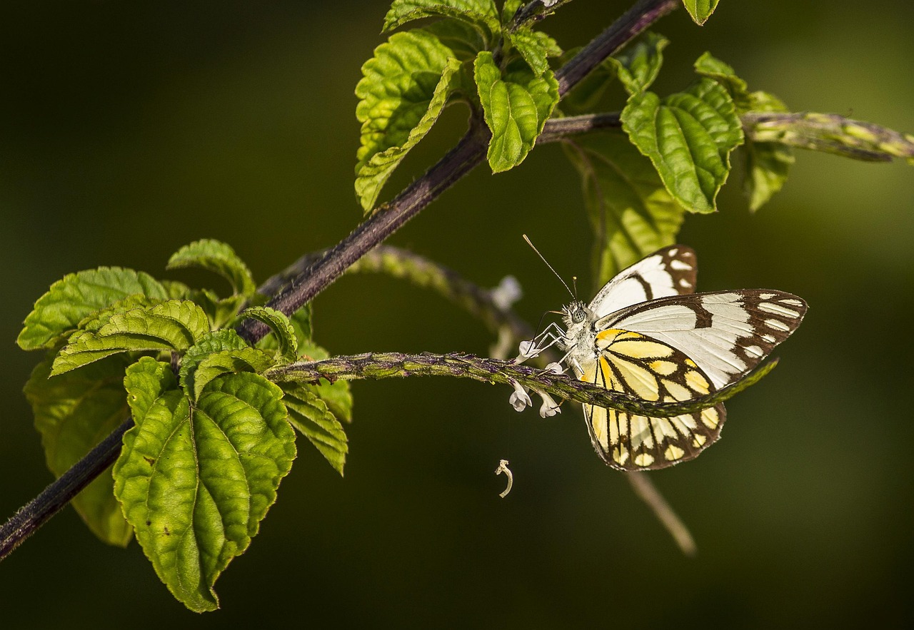 découvrez l'importance de la biodiversité pour notre planète, ses enjeux écologiques et comment préserver la richesse des espèces vivantes. plongez dans un univers où chaque être vivant joue un rôle essentiel dans l'équilibre de notre écosystème.