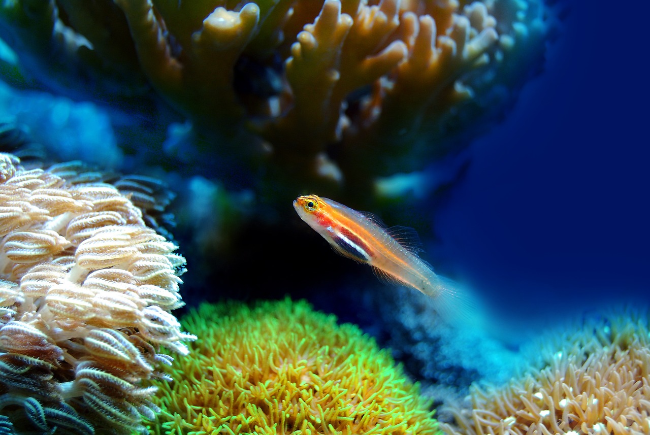 découvrez l'importance de la protection des récifs coralliens pour la biodiversité marine et l'écosystème. apprenez comment vous pouvez contribuer à préserver ces précieuses ressources naturelles pour les générations futures.