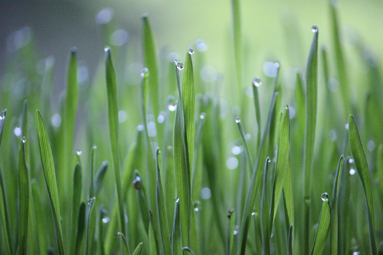 découvrez le programme des eco-ambassadeurs, une initiative qui encourage les individus à prendre des initiatives durables et à promouvoir des pratiques respectueuses de l'environnement. rejoignez-nous pour inspirer le changement et préserver notre planète pour les générations futures.