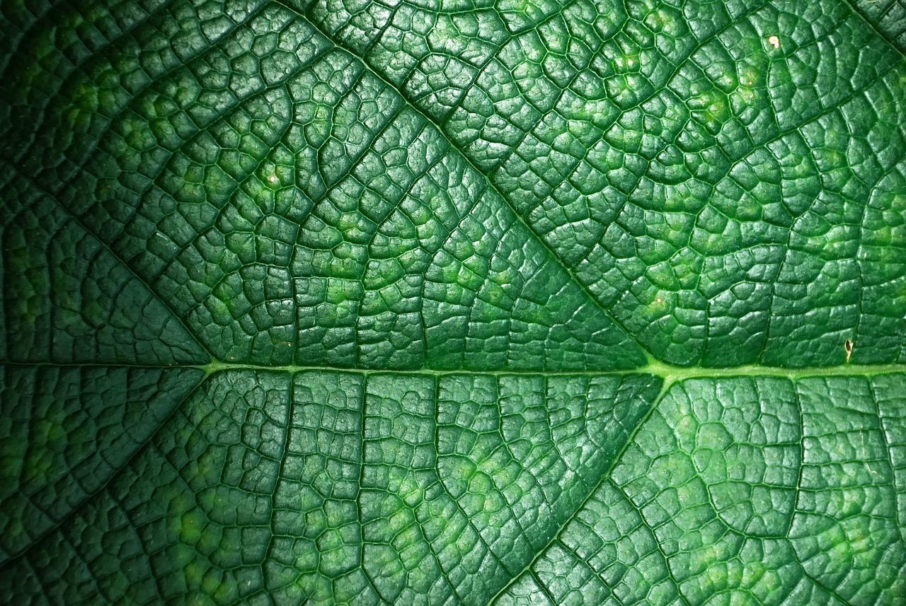 devenez un éco-ambassadeur et découvrez comment contribuer à la protection de l'environnement. apprenez des conseils pratiques pour adopter un mode de vie durable et inspirez votre communauté à participer à la transition écologique.