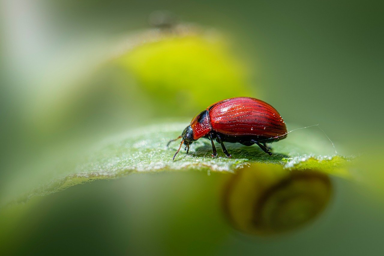 découvrez l'écologie, une science essentielle qui étudie les relations entre les êtres vivants et leur environnement. apprenez l'importance de la biodiversité, les défis environnementaux actuels, et comment agir pour préserver notre planète.