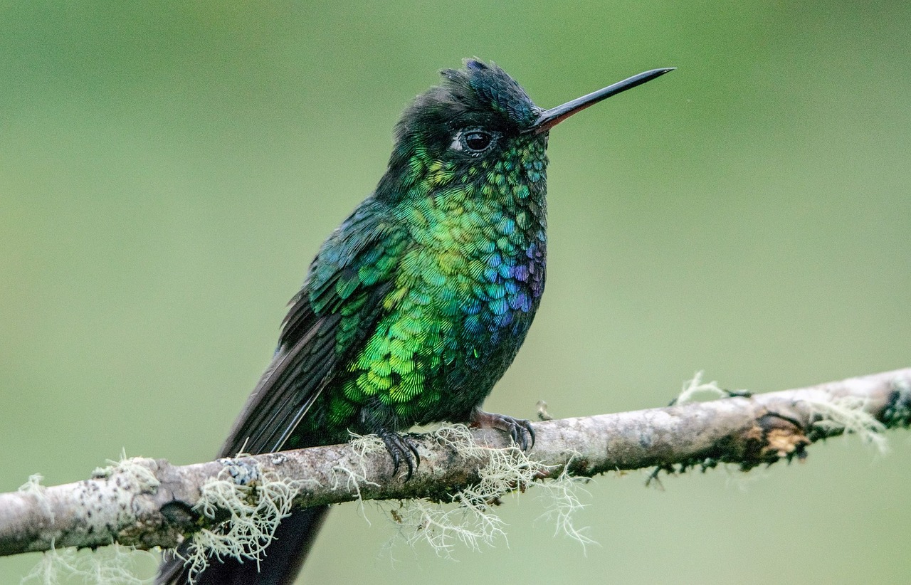 découvrez l'écologie, une science fondamentale qui étudie les interactions entre les organismes et leur environnement. explorez les enjeux environnementaux, la biodiversité et les solutions durables pour préserver notre planète.