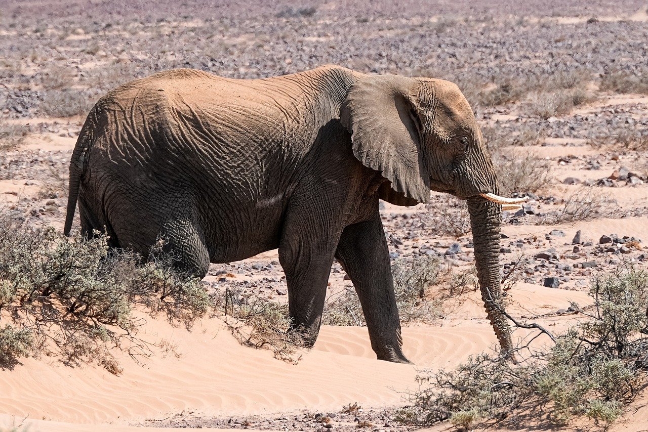 découvrez l'écologie, la science qui étudie les interactions entre les organismes et leur environnement. explorez les enjeux cruciaux de la biodiversité, de la conservation et du développement durable pour préserver notre planète.