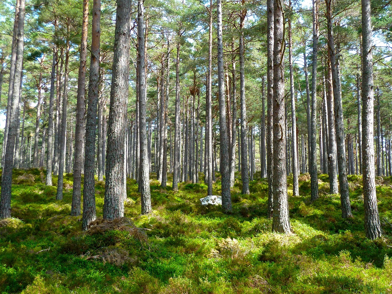 explorez les concepts fondamentaux de l'écologie, une science essentielle qui étudie les relations entre les organismes vivants et leur environnement. découvrez l'importance de la biodiversité, des écosystèmes et des initiatives durables pour préserver notre planète.