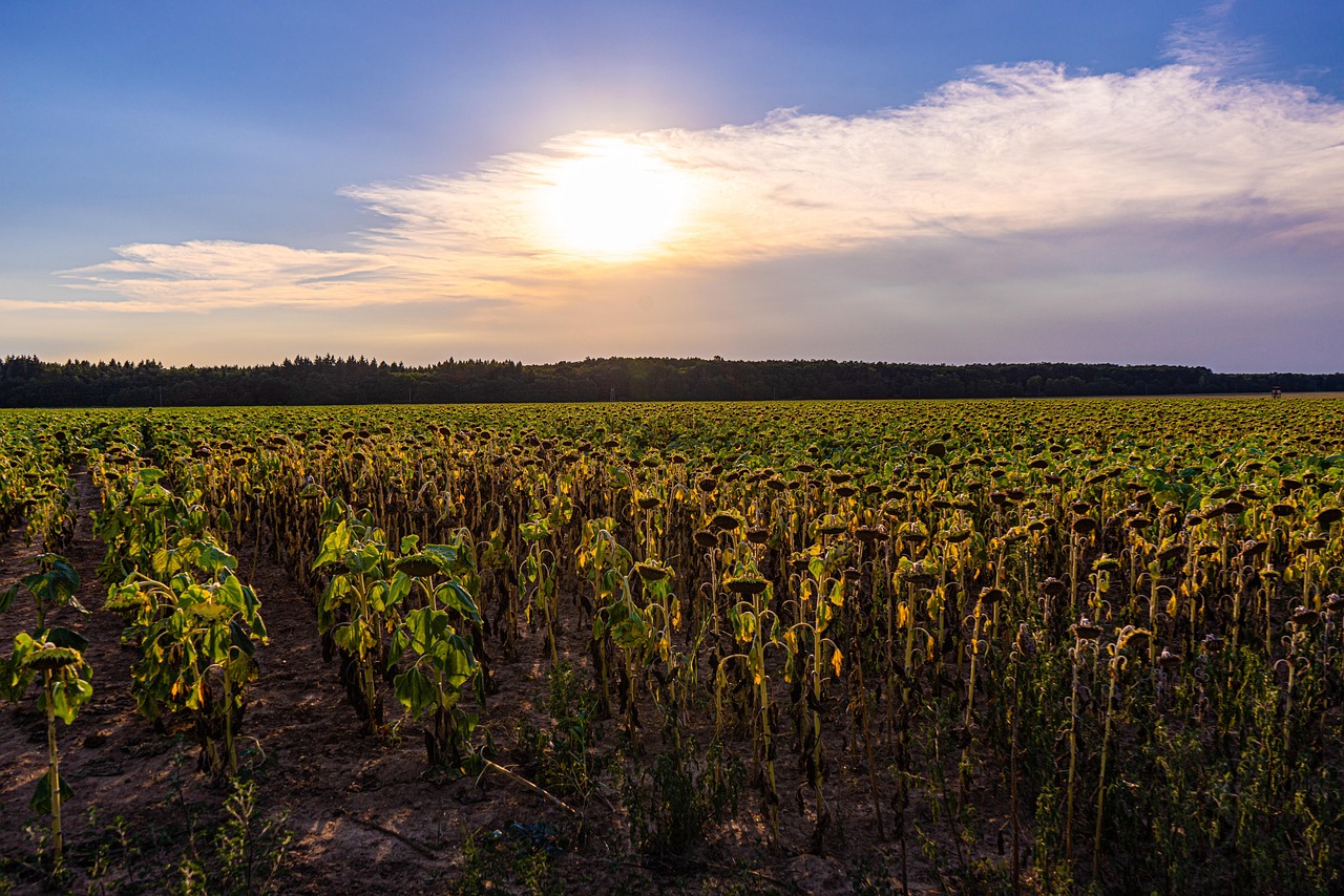 découvrez tout ce qu'il faut savoir sur les vagues de chaleur : définition, impacts sur la santé, conseils pour se protéger et tendances climatiques. informez-vous pour mieux faire face aux périodes de forte chaleur.