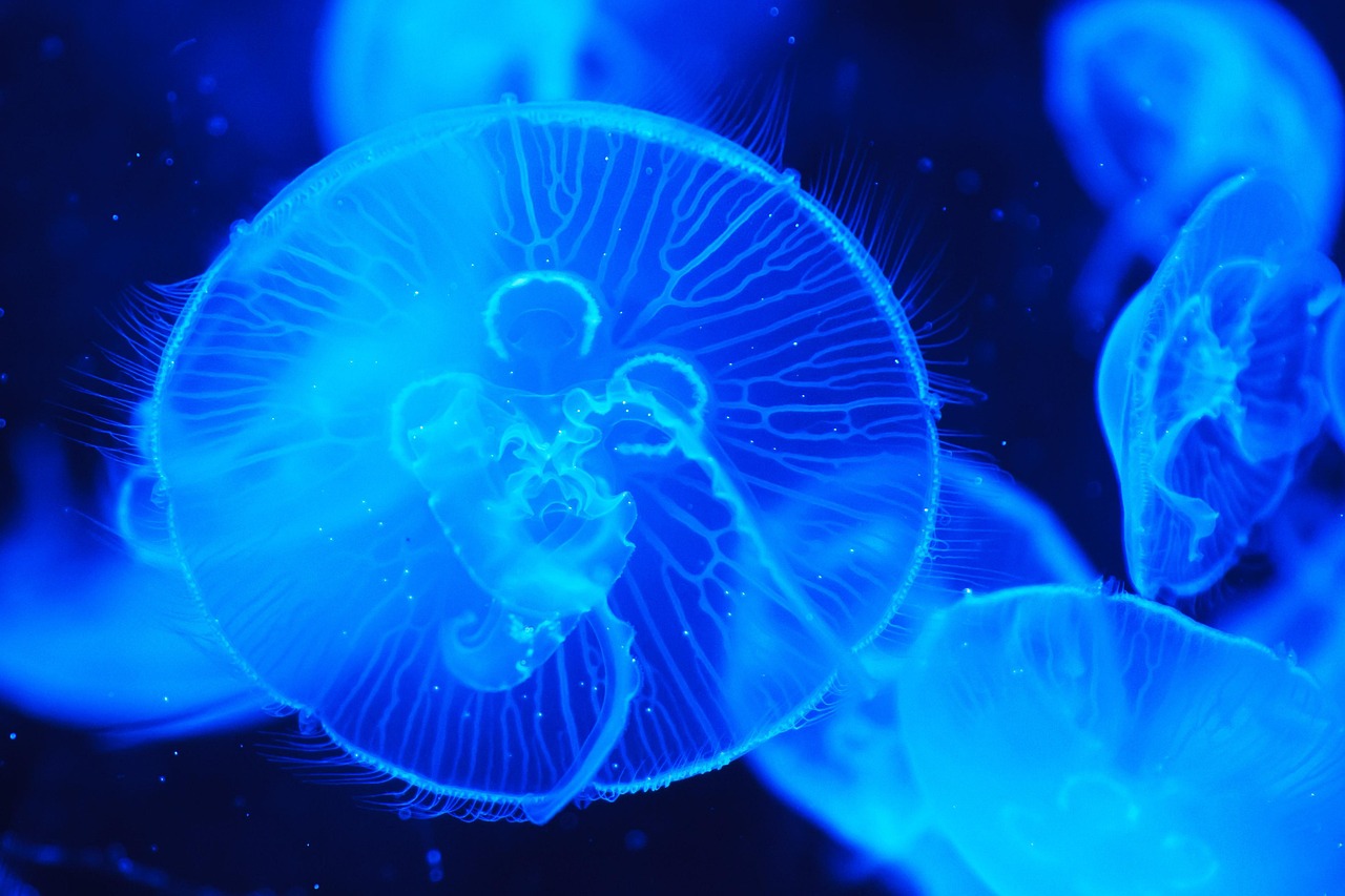 découvrez l'énergie marine, une source durable et renouvelable qui exploite la puissance des océans pour produire de l'électricité. explorez les technologies innovantes et les projets prometteurs qui contribuent à un avenir énergétique plus vert.
