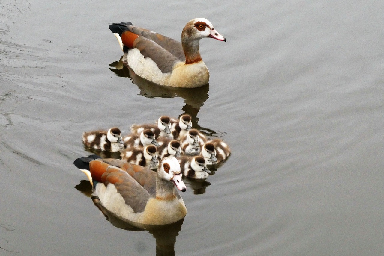 découvrez l'importance de la protection des océans pour la biodiversité et le climat. apprenez comment chaque geste compte pour préserver nos mers et océans, ainsi que les actions que vous pouvez entreprendre pour contribuer à la santé de notre planète.