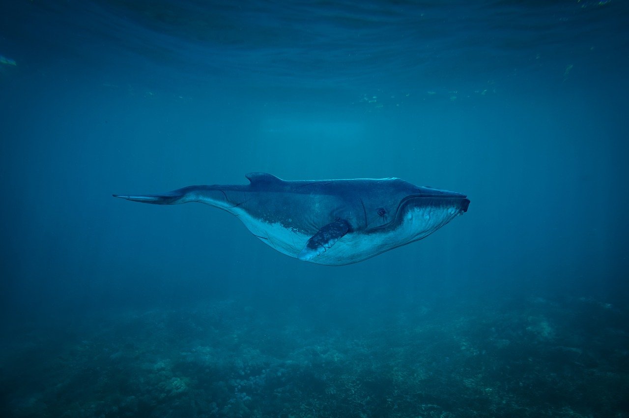 découvrez les merveilles des océans, habitat fascinant abritant une biodiversité incroyable. explorez les mystères des profondeurs marines, la beauté des coraux et l'importance des océans pour notre planète. plongez dans un monde d'aventure et de découvertes.