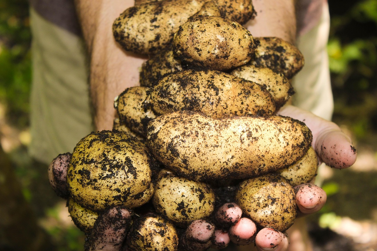 découvrez l'importance de la protection des sols pour préserver la biodiversité, lutter contre l'érosion et assurer une agriculture durable. explorez des stratégies efficaces et des pratiques écoresponsables pour maintenir la santé des sols et garantir un avenir durable.
