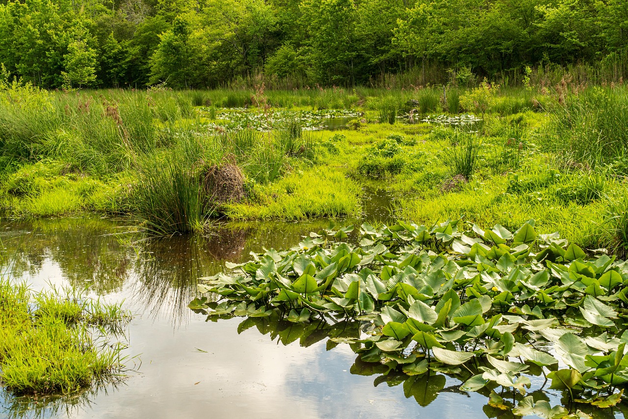 découvrez l'importance de la conservation de l'eau et apprenez des astuces pratiques pour réduire votre consommation, protéger les ressources hydriques et contribuer à un avenir durable.