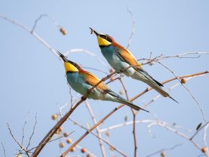 découvrez l'importance de l'écologie, l'étude des interactions entre les organismes et leur environnement. explorez des sujets essentiels tels que la biodiversité, la conservation, et les solutions durables pour préserver notre planète.