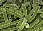 découvrez tout sur les virus : leur structure, leur mode de fonctionnement, et leur impact sur la santé et l'environnement. informez-vous sur les dernières recherches et les stratégies de prévention contre les infections virales.