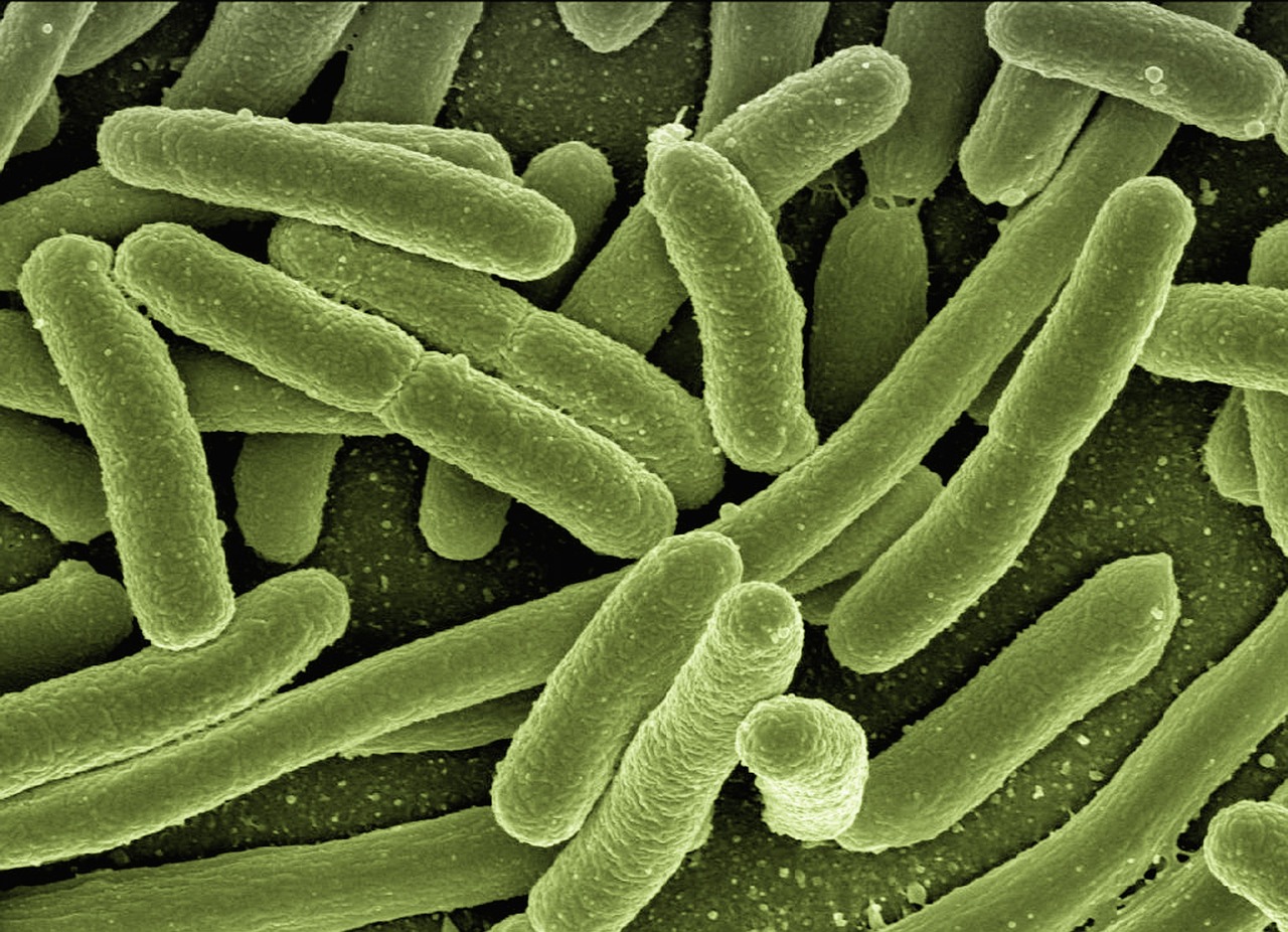 découvrez tout sur les virus : leur structure, leur mode de fonctionnement, et leur impact sur la santé et l'environnement. informez-vous sur les dernières recherches et les stratégies de prévention contre les infections virales.