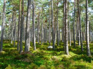 découvrez l'écologie restauratrice, une discipline visant à revitaliser les écosystèmes dégradés. apprenez comment des stratégies innovantes et des pratiques durables peuvent restaurer la biodiversité et améliorer la santé environnementale.