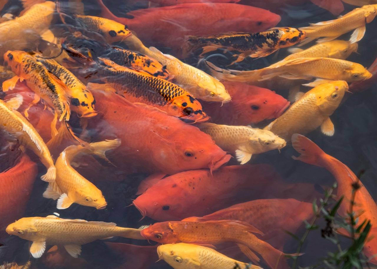 analyse de l'eau douce : découvrez nos méthodes et outils performants pour évaluer la qualité et les ressources des écosystèmes d'eau douce, essentielles pour la santé environnementale et le développement durable.