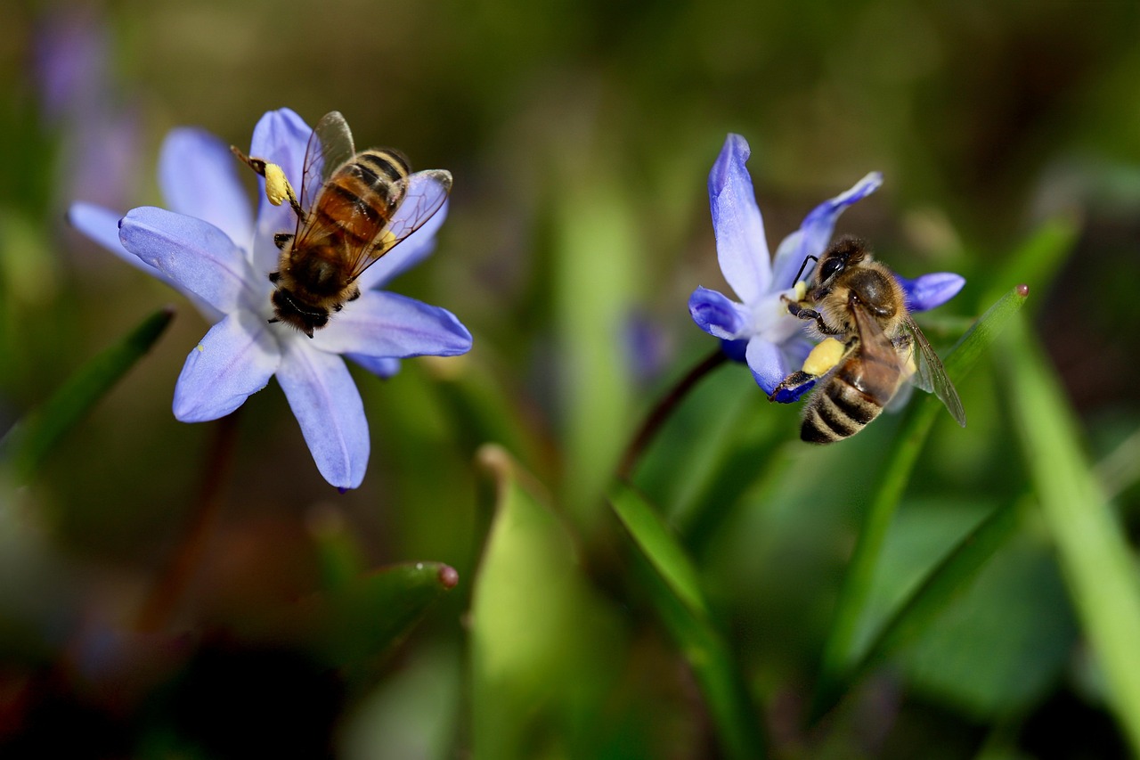 découvrez l'importance de la biodiversité pour notre planète. explorez les différentes espèces, leurs écosystèmes et les enjeux liés à la préservation de la richesse naturelle de la terre.