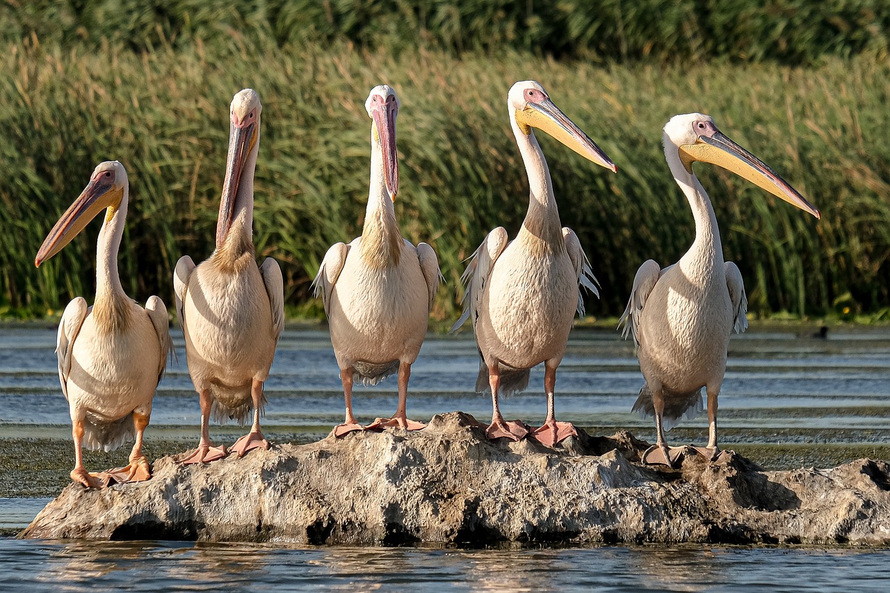 découvrez le monde fascinant de l'écologie, une science essentielle qui étudie les interactions entre les organismes vivants et leur environnement. explorez des sujets allant de la biodiversité à la conservation de la nature, et apprenez comment préserver notre planète pour les générations futures.