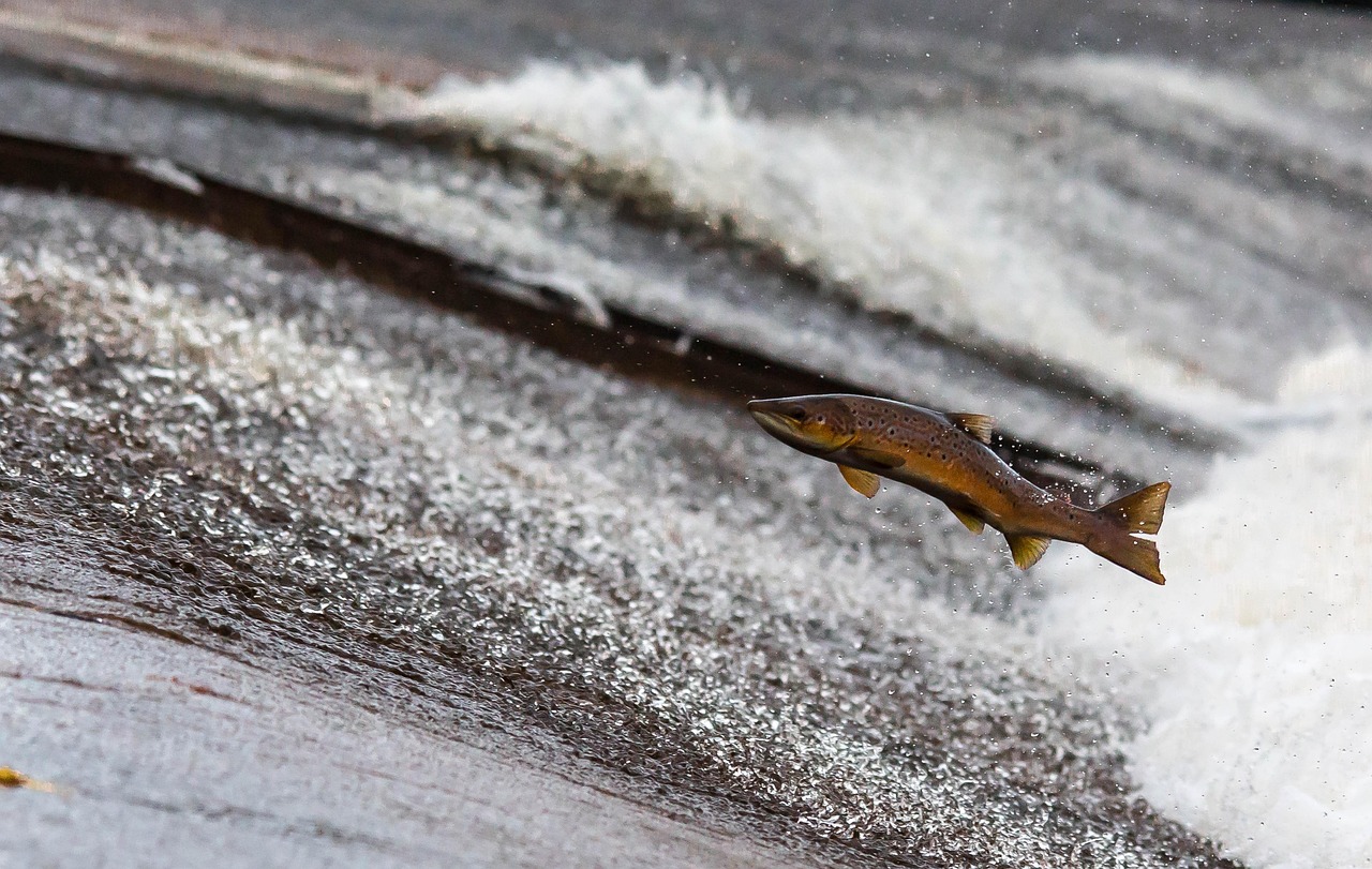 découvrez les dernières méthodes d'analyse des ressources en eau douce. explorez des techniques innovantes pour évaluer la qualité de l'eau, surveiller la biodiversité aquatique et garantir la durabilité des écosystèmes. informez-vous sur les enjeux environnementaux et les solutions pour la préservation de notre précieuse eau douce.