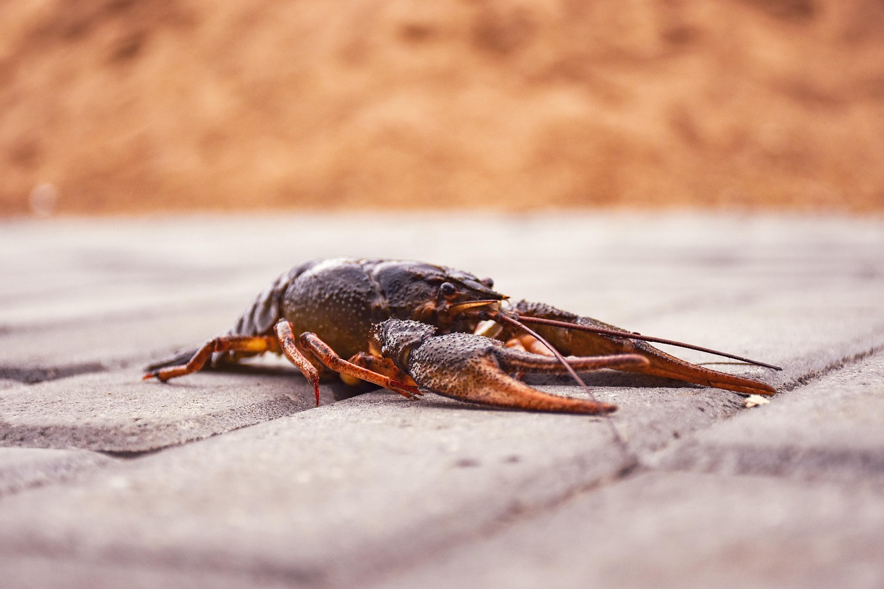 découvrez notre analyse approfondie des eaux douces, explorant la qualité, la biodiversité et les enjeux environnementaux associés. informez-vous sur les défis et les solutions pour préserver les écosystèmes aquatiques.