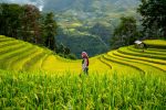 découvrez l'univers de l'agriculture : techniques modernes, pratiques durables, innovations et conseils pour améliorer la production agricole tout en respectant l'environnement.
