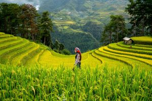 découvrez l'univers de l'agriculture : techniques modernes, pratiques durables, innovations et conseils pour améliorer la production agricole tout en respectant l'environnement.