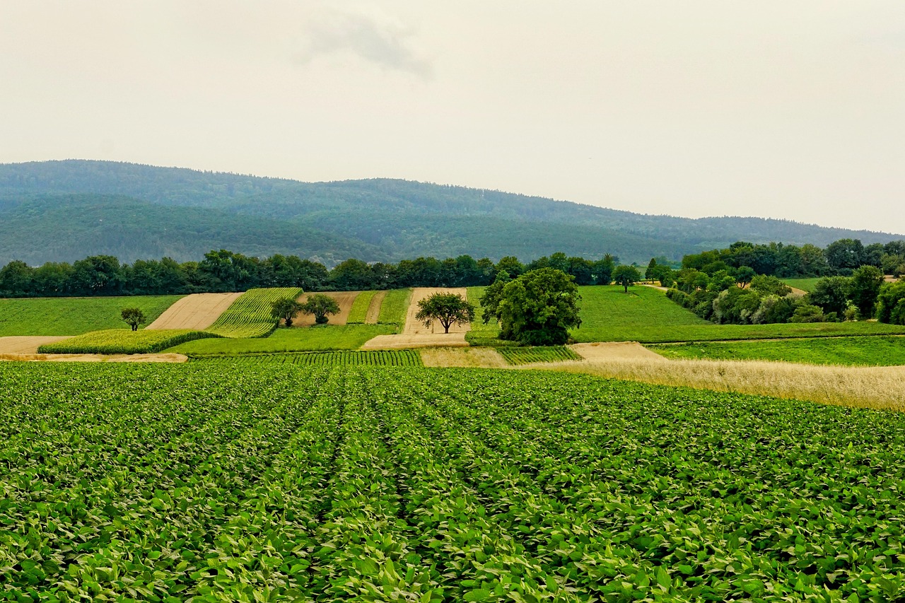 découvrez les bases de l'agriculture, ses techniques modernes, ses enjeux environnementaux et son rôle essentiel pour nourrir la planète. conseils et actualités pratiques pour agriculteurs et passionnés.