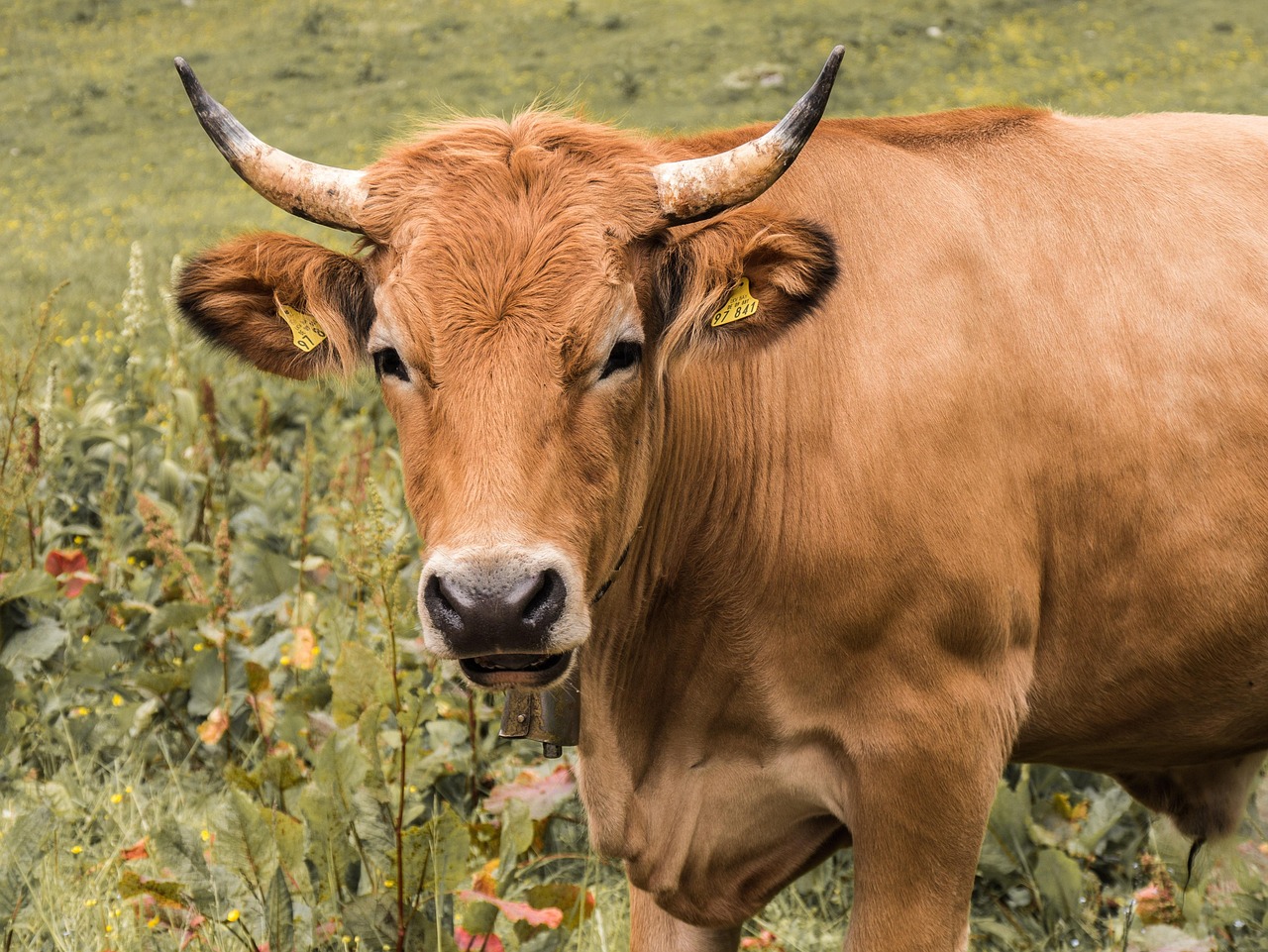découvrez tout sur l’agriculture : techniques, innovations, actualités et conseils pour optimiser la production agricole durablement et efficacement.
